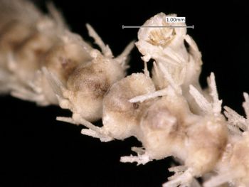 Media type: image; Invertebrate Zoology OPH-2012